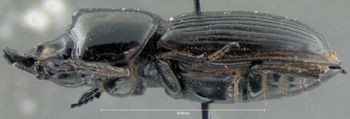 Media type: image;   Entomology 25913 Aspect: habitus lateral view